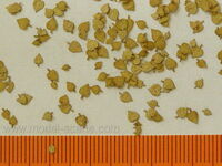 Linden - Dry Leaves - Image 1