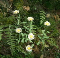 Daisy - Image 1