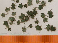 Maple - Green Leaves - Image 1