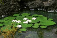 Waterlily - Image 1