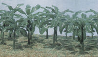 Banana Trees - 15 Trees in 90 parts